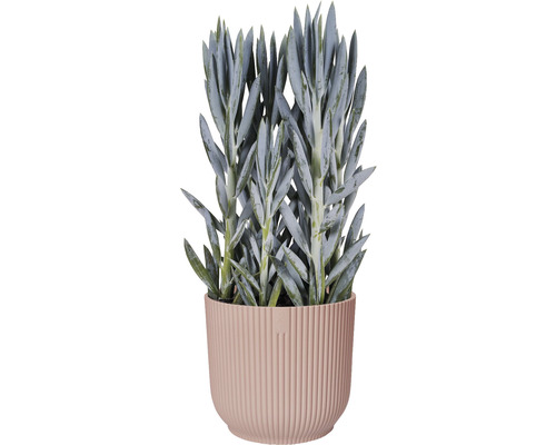 Starček na pozadí květináče