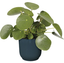 Obal na květináč plastový elho Vibes Ø 18 cm modrý