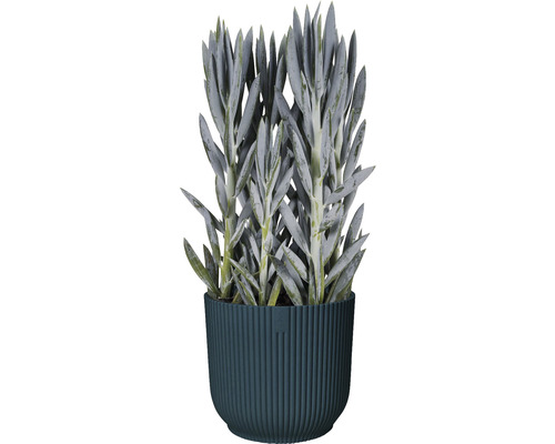 Hrnková rostlina se sukulentními listy v rýhovaném květináči