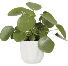 Obal na květináč plastový elho Vibes Ø 18 cm bílý