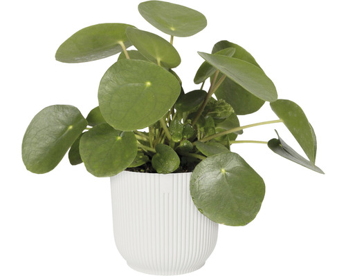 Pilea rostlina v květináči