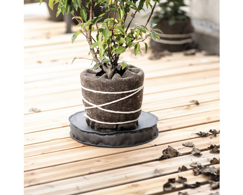 Zasazená rostlina v květináči na kulatém podkladu na dřevěné podlaze