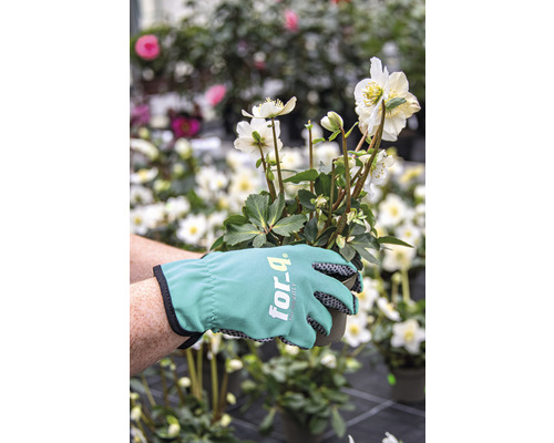 Osoba drží vánoční růži v květináči se zahradními rukavicemi.