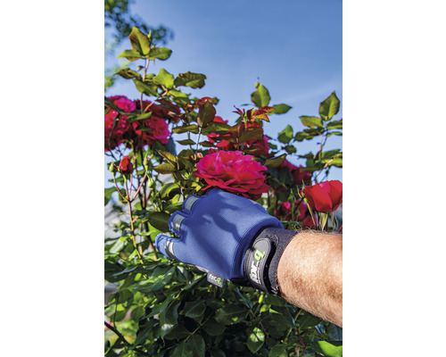 Ruka v zahradní rukavici trhá červenou růži z keře růží.