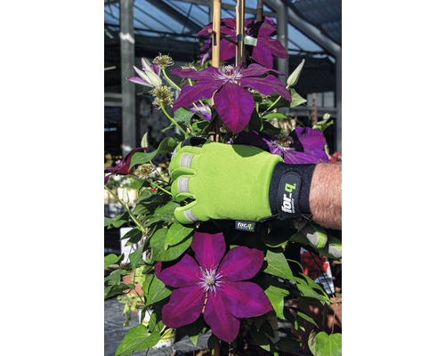 Plamének s pracovní rukavicí