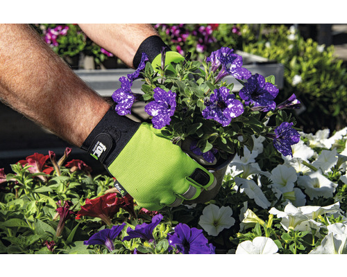 Ruce v zahradních rukavicích sází petúnie do zahrady.