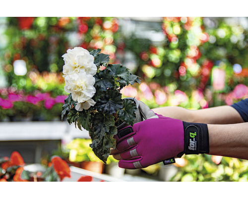 Osoba drží květináč s bílou begónií v zahradních rukavicích.