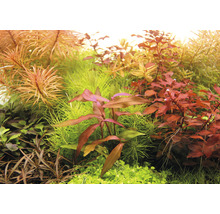 Detailní záběr různých akvarijních rostlin.