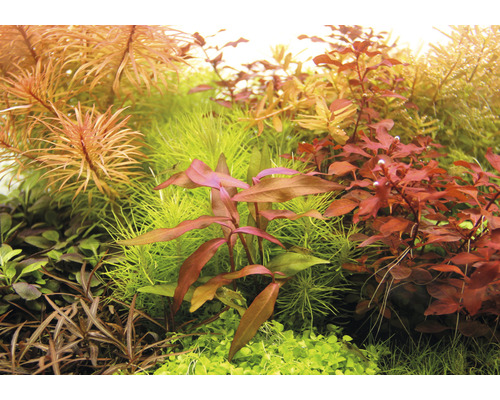 Detailní záběr různých akvarijních rostlin.