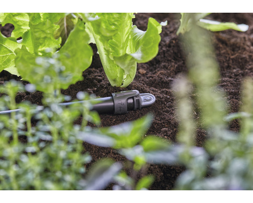 Kapková závlaha v zahradním záhonu mezi saláty