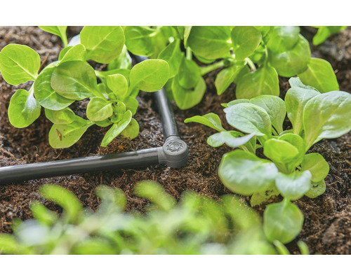 Zavlažovací systém se salátovými rostlinami v zahradním záhonu