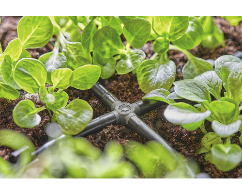 Zavlažovací systém s rozdělovačem mezi rostlinami na zahradě