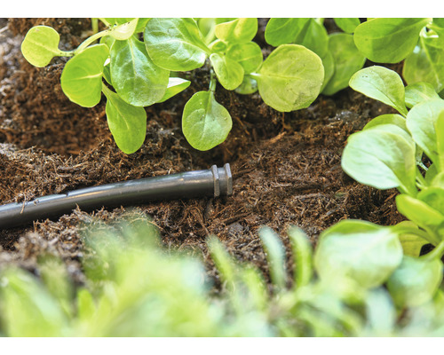 Zavlažovací hadice v zemi vedle sazenic