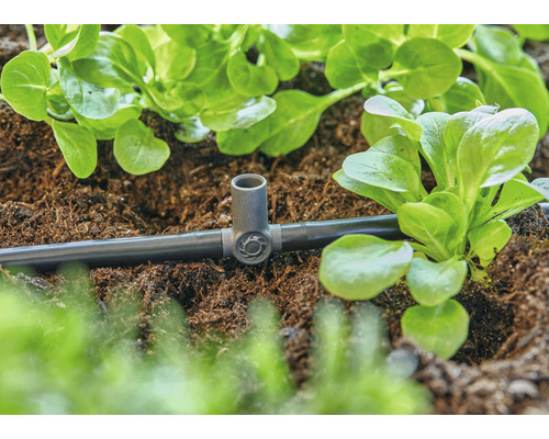 Zavlažovací systém s kapkovací hadicí a rostlinami