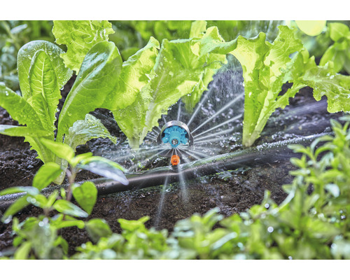 Zavlažování salátových rostlin postřikovačem na zahradě