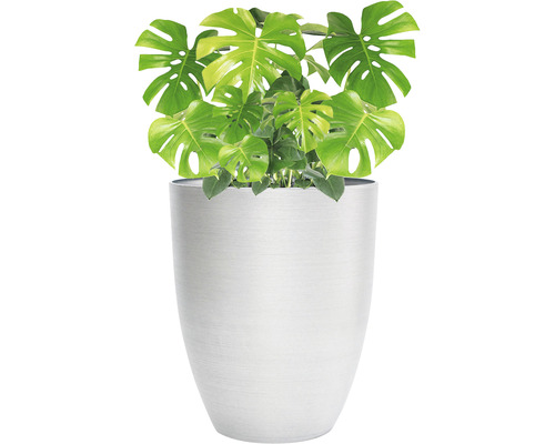 Pokojová rostlina Monstera v květináči stříbrné barvy