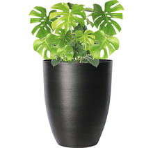 Pokojová rostlina Monstera v květináči