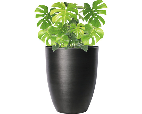 Pokojová rostlina Monstera v květináči