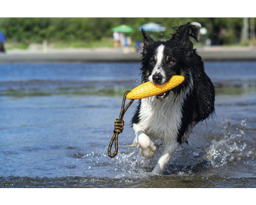 Border kolie s hračkou pro psy ve vodě