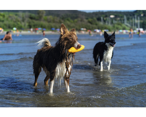 Dva psi si hrají s frisbee na pláži