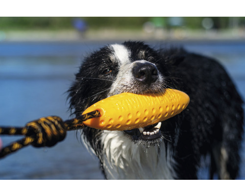 Border kolie s hračkou pro psy v tlamě
