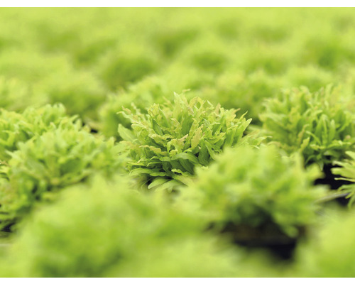 Detailní záběr játrovky