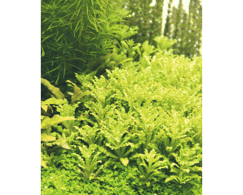 Detail akvarijních rostlin