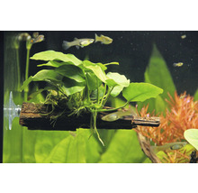 Akvarijní rostlina na kusu dřeva s přísavkou v akváriu