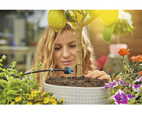 Žena zavlažuje citroník v květináči pomocí zavlažovacího systému