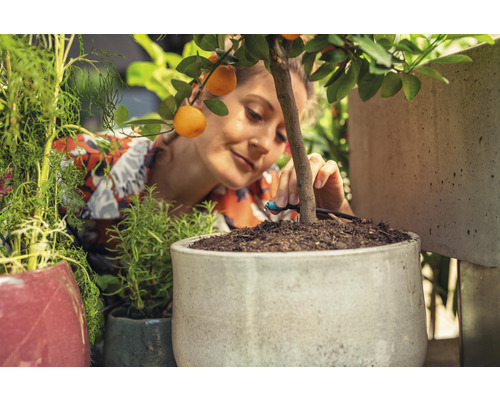 Žena instaluje zavlažovací systém do květináče s pomerančovníkem.