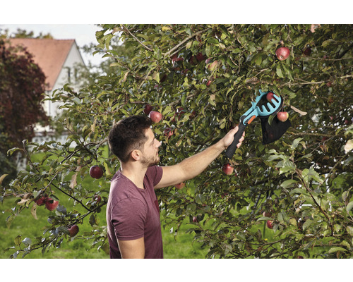 Muž sklízí jablka pomocí sběrače jablek na zahradě.