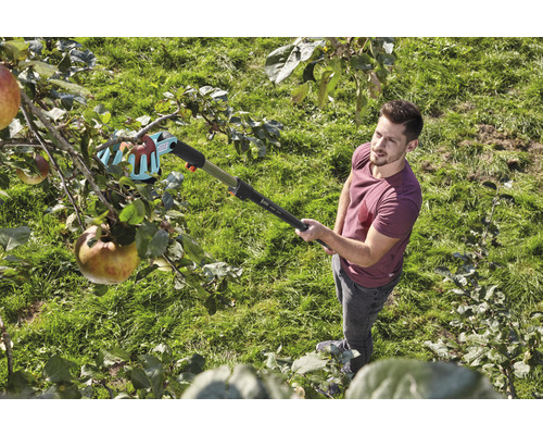 Muž sklízí jablka ze stromu pomocí sběrače ovoce