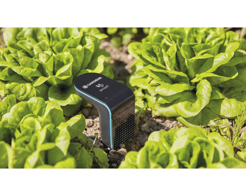 Chytrý senzor Gardena v salátovém záhonu pro měření vlhkosti půdy