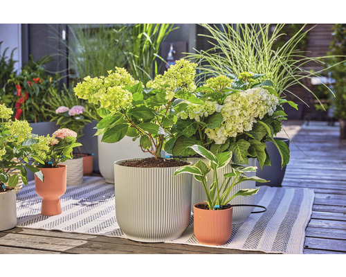 Scéna s hortenziemi a okrasnými trávami v květináčích na terase.