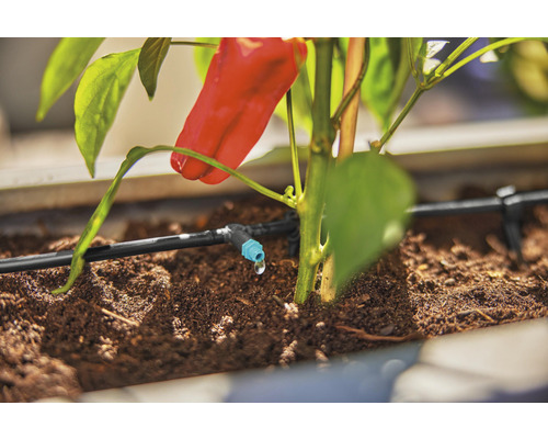 Zavlažovací systém s paprikou v květináči