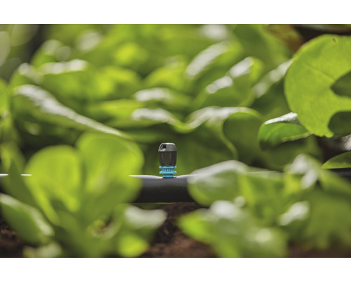 Kapkový zavlažovací systém v zahradě se salátovými rostlinami