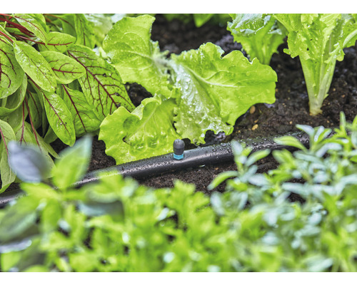 Kapkový zavlažovací systém používaný v zeleninovém záhonu se salátem