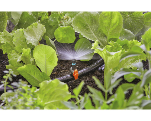 Zavlažovací systém v zeleninové zahradě se salátovými rostlinami