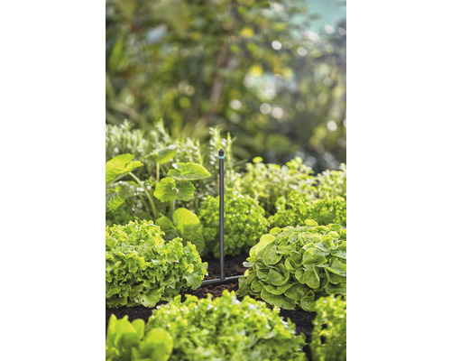 Zahradní zavlažovací systém mezi salátovými rostlinami na zahradním záhonu.