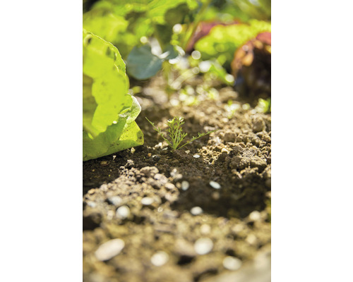 Zeleninová zahrada se salátem a mladými rostlinami v zemi