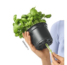 Bazalka v květináči se zavlažovacím systémem v ruce