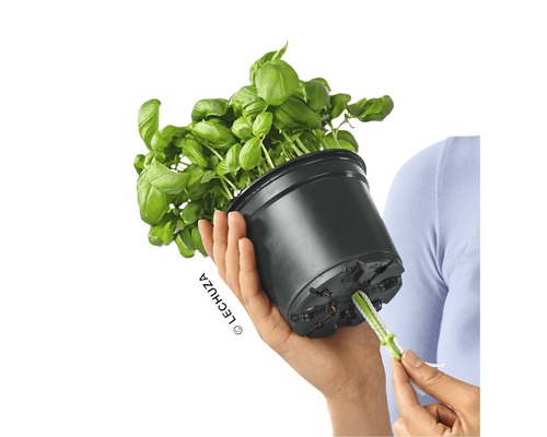 Bazalka v květináči se zavlažovacím systémem v ruce