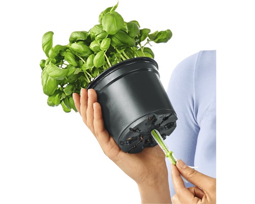 Bazalka v květináči je zalévána