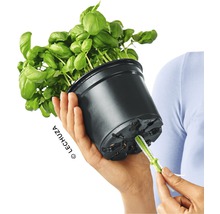 Bazalka v černém květináči se zavlažovacím systémem