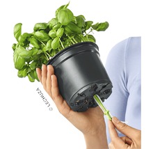 Bazalka v černém květináči se zavlažovacím systémem v ruce