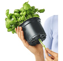 Bazalka v květináči se zavlažovacím systémem v ruce