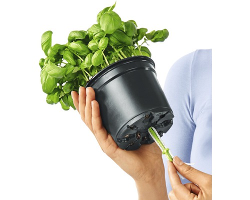 Bazalka v květináči se zavlažovacím systémem v ruce