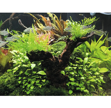 Dekorativní akvárium s rostlinami a rybami.