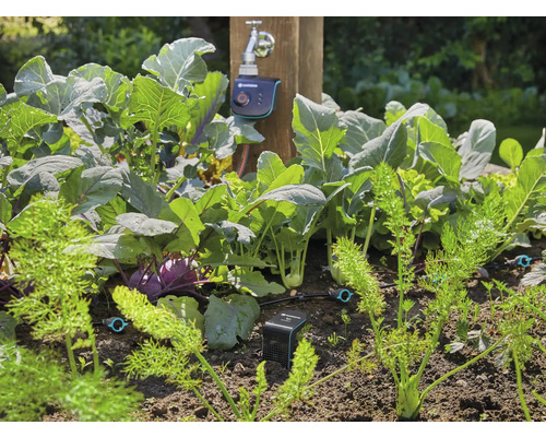 Zeleninová zahrada s zelím, mrkví a automatickým zavlažováním