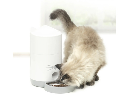 Kočka jí suché krmivo z automatického krmítka